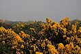 Gorse 3