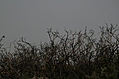 Dead thorn bushes 1