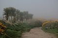 Path through the mist 3