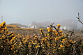 Gorse