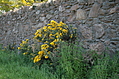 Flowers in an old stone wall 1