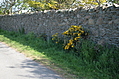 Flowers in an old stone wall 4