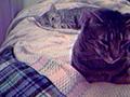 They both like to sleep on the bed.