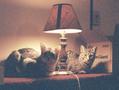 This is where I first met the cats, in Vermont.