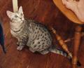 What is she looking at? (Copyright CatamountClyde Studios 2002)