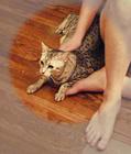 <i>purr</i> (Copyright CatamountClyde Studios 2002)