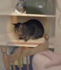 Moonkitty likes to jump too, when Cosmos isn't watching. (Copyright CatamountClyde Studios 2002)