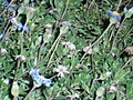 [Picture: blurry flowers]