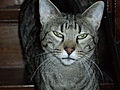 [Picture: Moon startled by Flash]