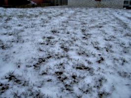[picture: Grass peeking through snow]