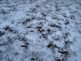 [picture: Grass peeking through snow 2]