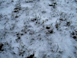 [picture: Grass peeking through snow 3]