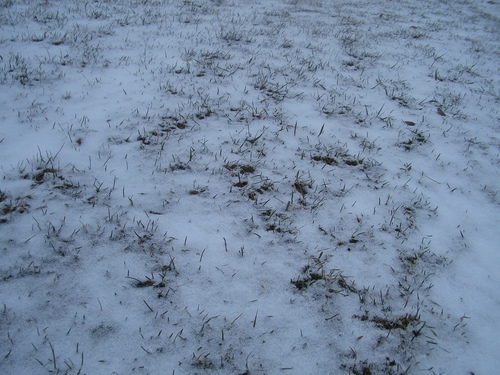 [Picture: Grass peeking through snow 2]