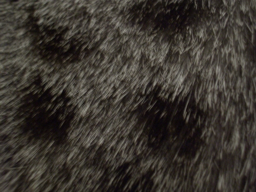 [Picture: Cat hair]