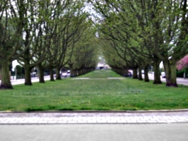 [picture: Avenue 2]