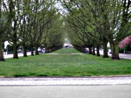 [picture: Avenue 3]