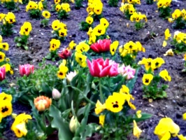 [picture: Tulips]