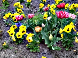 [picture: Tulips 2]