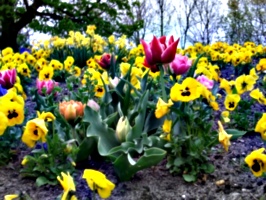 [picture: Tulips 3]