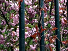 [picture: Bars with Blossom]