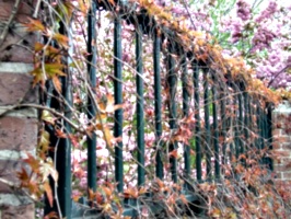 [picture: Bars with Blossom 3]
