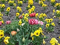 [Picture: Tulips]