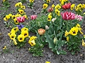 [Picture: Tulips 2]