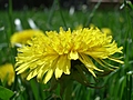 [Picture: Dandelion]