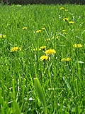 [Picture: Dandelion Grass 2]
