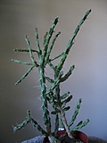[Picture: Cactus]