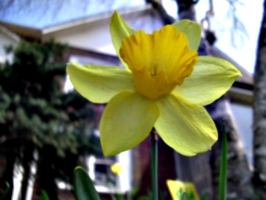 [picture: Daffodil]