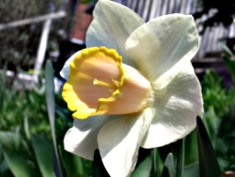 [picture: Daffodil 4]