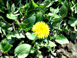 [picture: Dandelion]