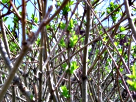 [picture: New Growth]