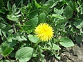 [Picture: Dandelion]