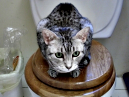 [picture: Cosmos the Cat]