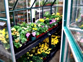 [picture: Greenhouse at a Nursery]