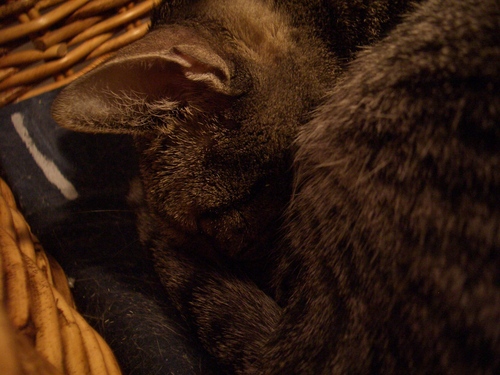 [Picture: Moonkitty asleep]