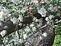 [Picture: Apple Tree Branch 2]