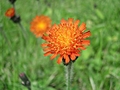 [Picture: Orange flower]