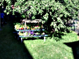 [picture: Toronto Garden]