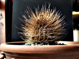 [picture: Dead cactus 2]