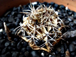 [picture: Withered cactus]