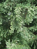 [Picture: Pine berries]