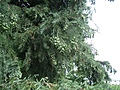 [Picture: Pine berries 2]