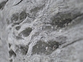 [Picture: Wood grain]
