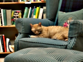 [picture: Bookshop Cat 2]