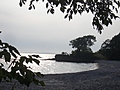 [Picture: Point Petre Tree 4]