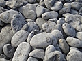 [Picture: Pebbles 2]