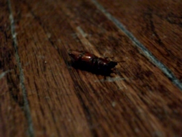 [picture: Bug]